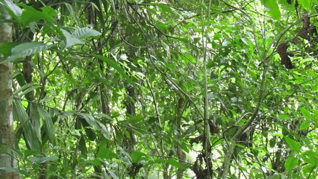 White-bearded Manakin - ML656977832