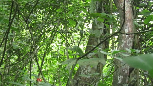 White-bearded Manakin - ML656977881