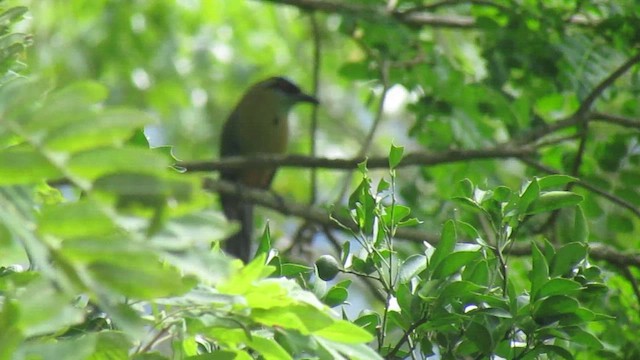 Whooping Motmot - ML656978041