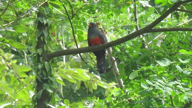 Ecuadorian Trogon - ML656978175