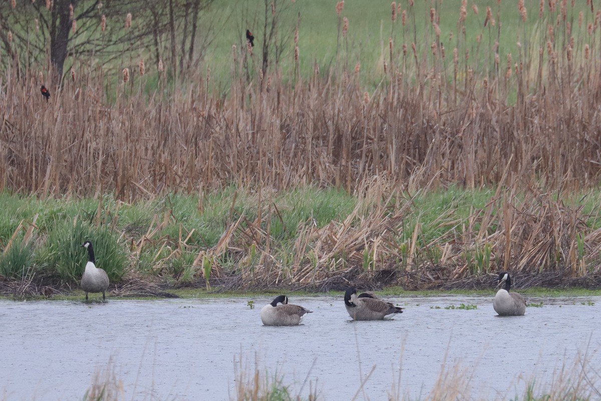 Pennsylvania Bird Atlas Checklist - 9 May 2026 - Fairbrook Wetlands - 7 ...