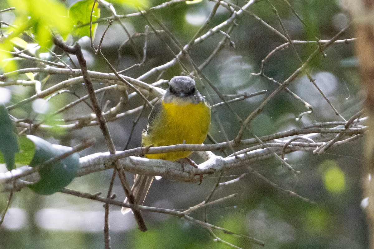 Eastern Yellow Robin - ML656978308