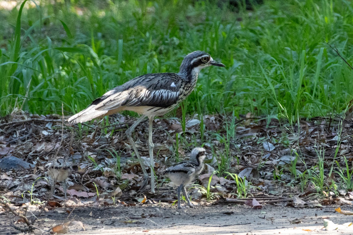 Bush Thick-knee - ML656978327