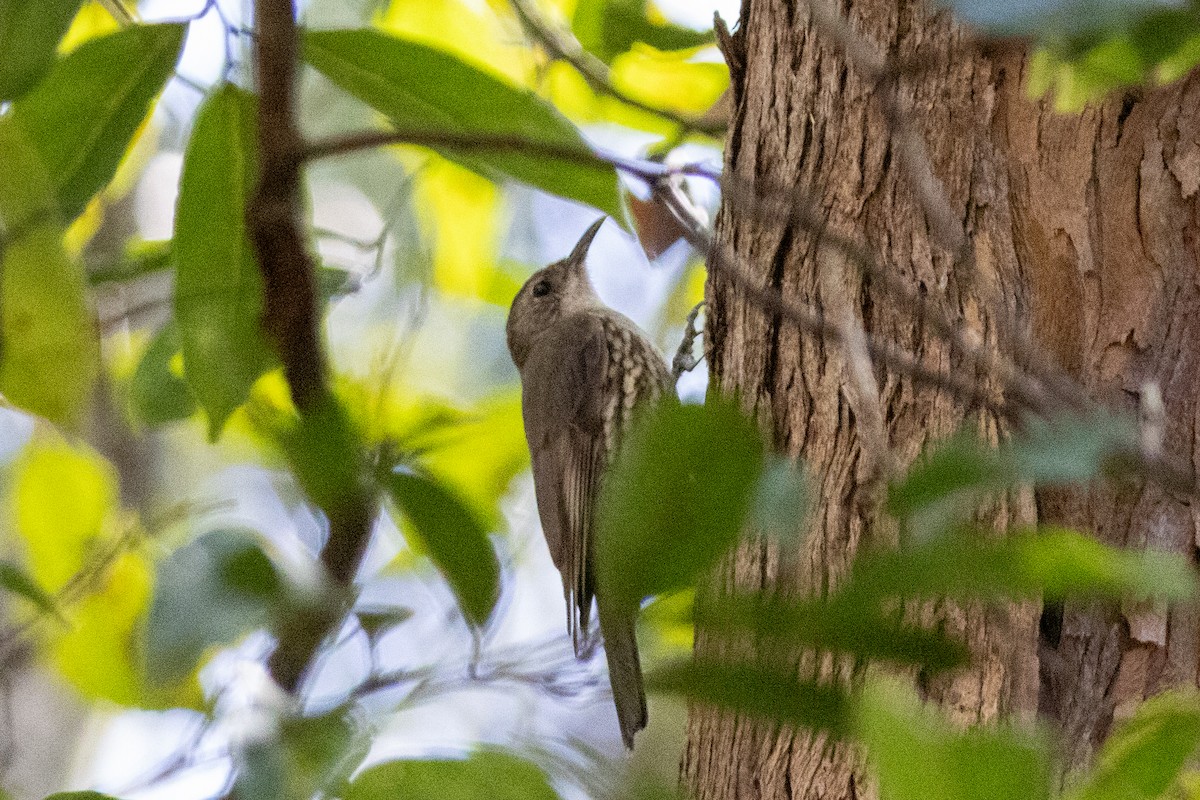 White-throated Treecreeper - ML656978341