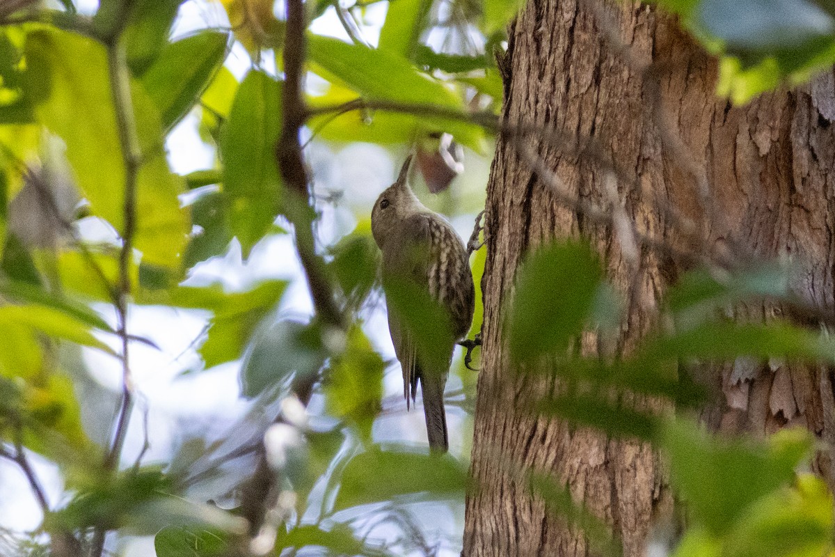 White-throated Treecreeper - ML656978360