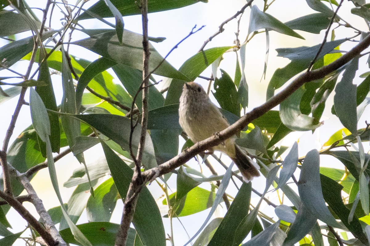Brown Thornbill - ML656978376