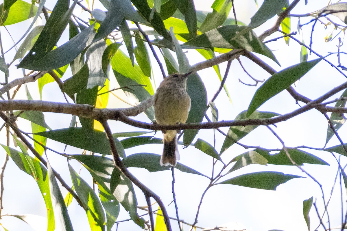 Brown Thornbill - ML656978379