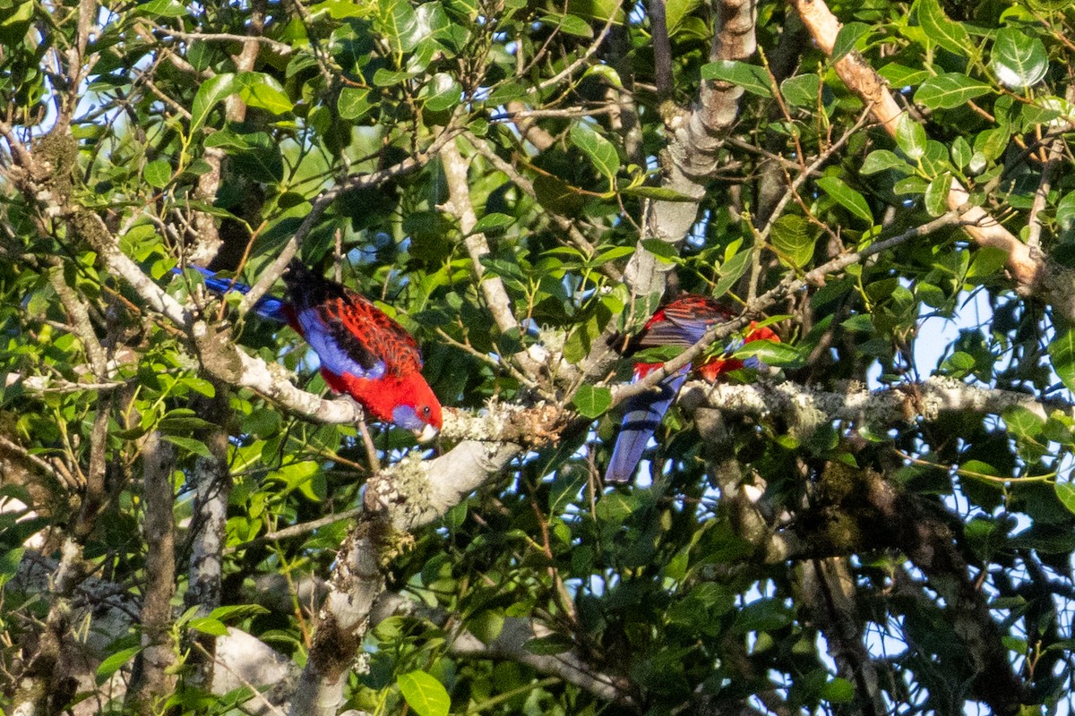 Crimson Rosella - ML656979301