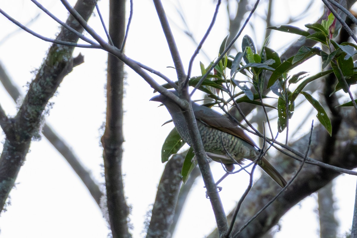 Satin Bowerbird - ML656979336