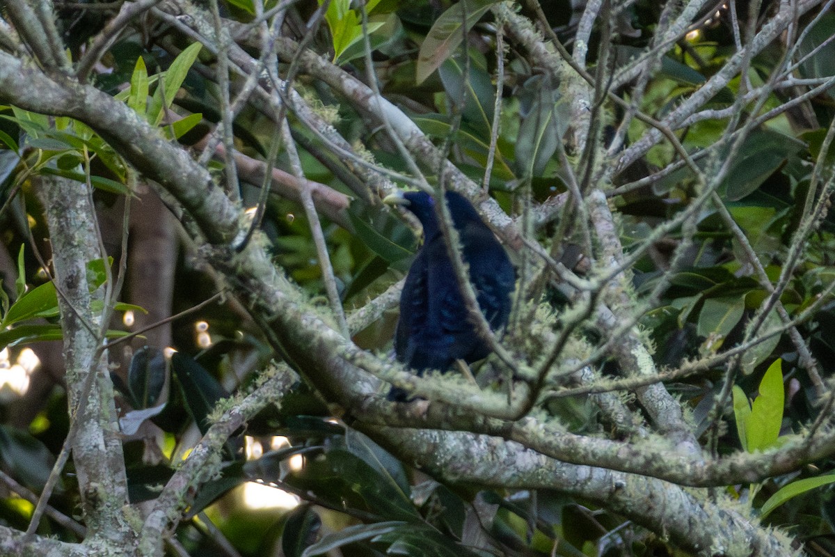 Satin Bowerbird - ML656979348