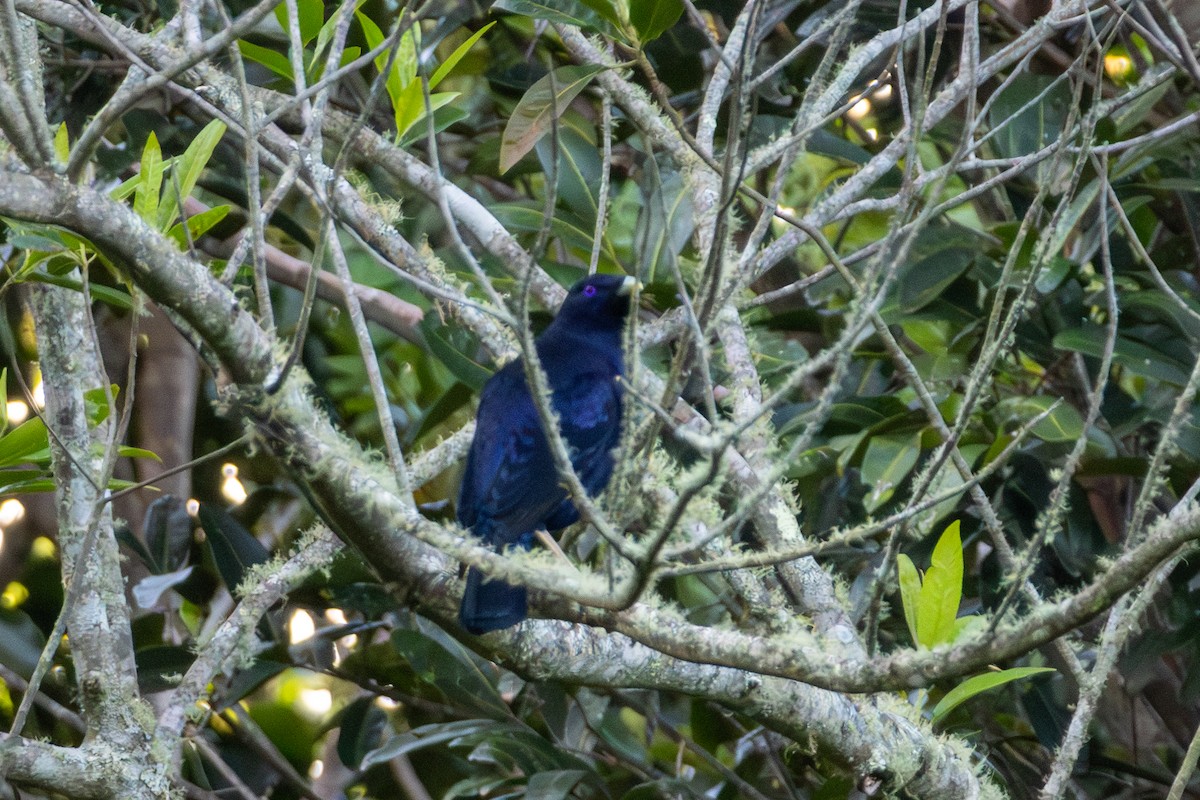 Satin Bowerbird - ML656979364