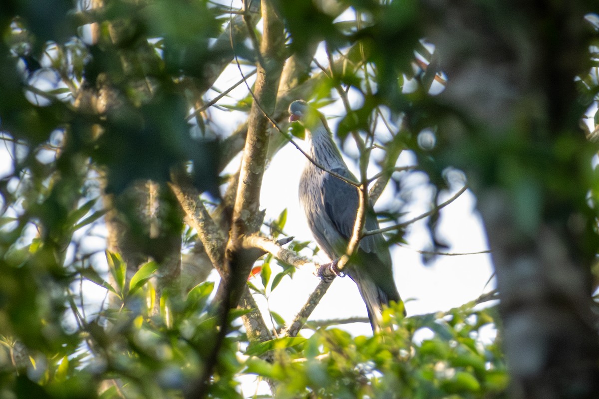 Topknot Pigeon - ML656979396