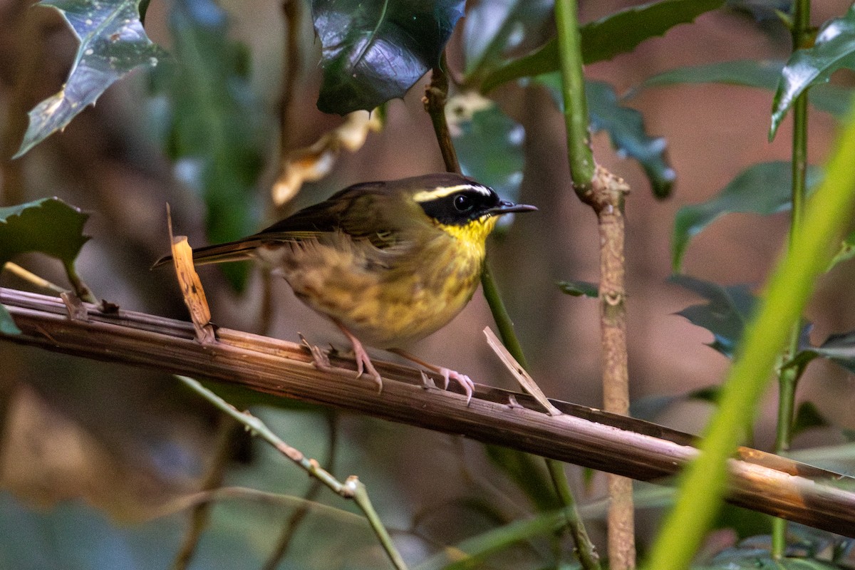 Yellow-throated Scrubwren - ML656979424