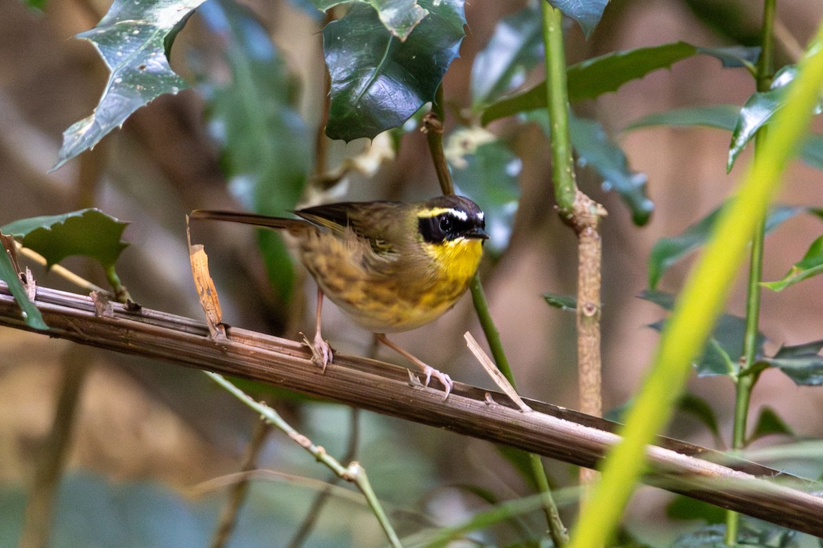 Yellow-throated Scrubwren - ML656979425