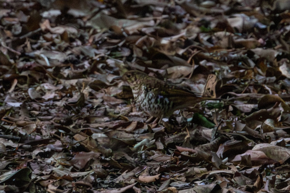 Russet-tailed Thrush - ML656979481