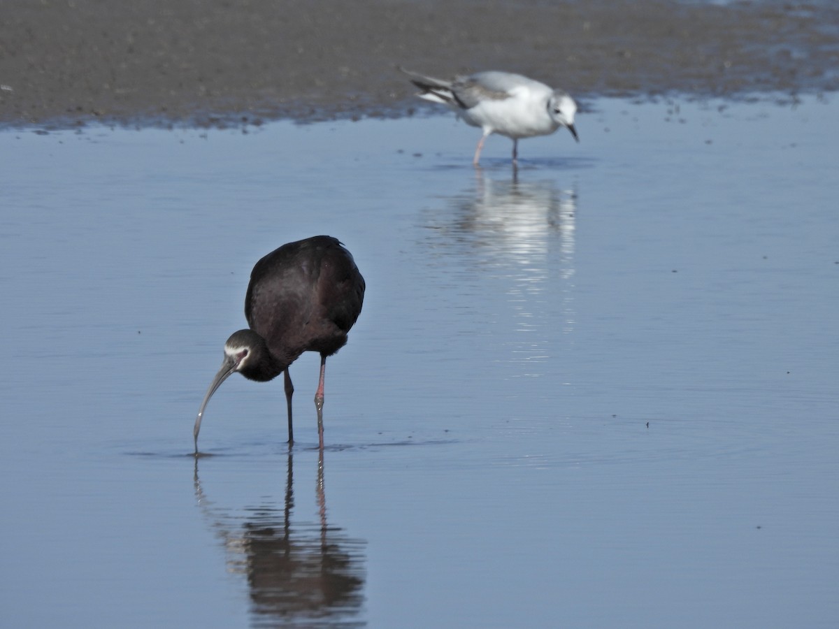 ibis americký - ML656979949