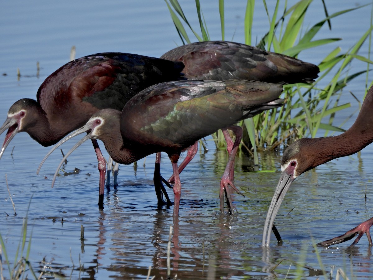 ibis americký - ML656979950