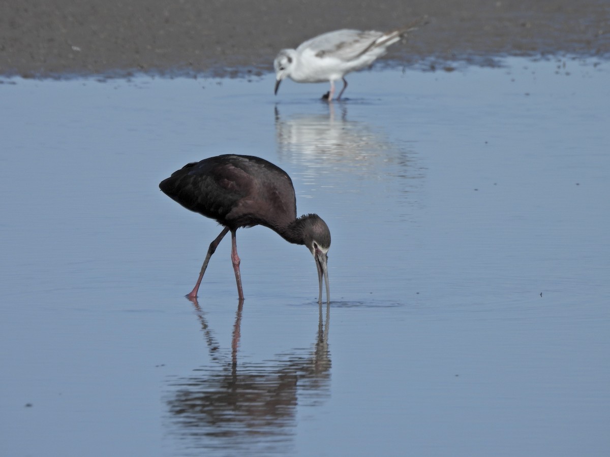 ibis americký - ML656979951
