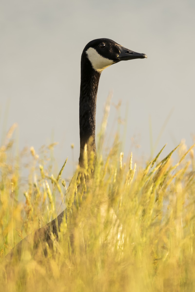 Canada Goose - ML656979963