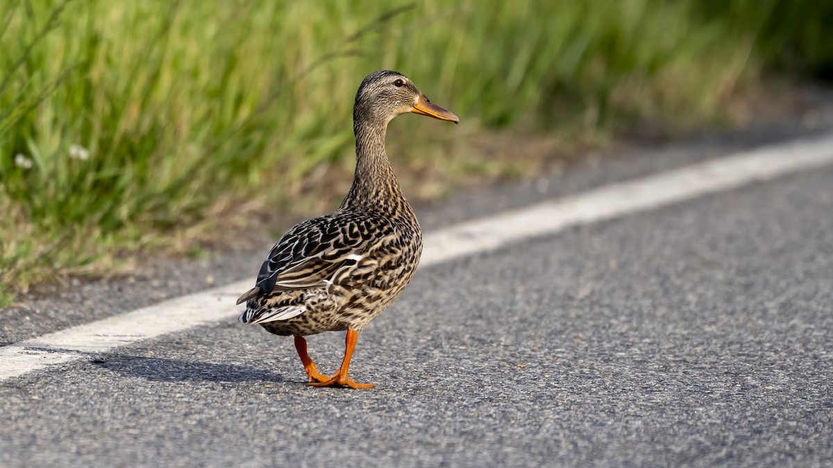 Mallard - ML656979986