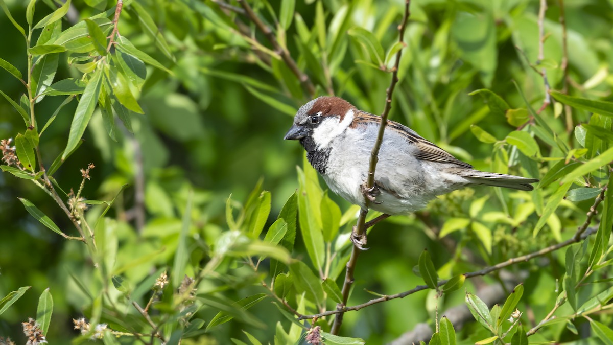House Sparrow - ML656980186