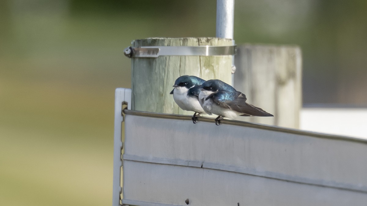 Tree Swallow - ML656980250