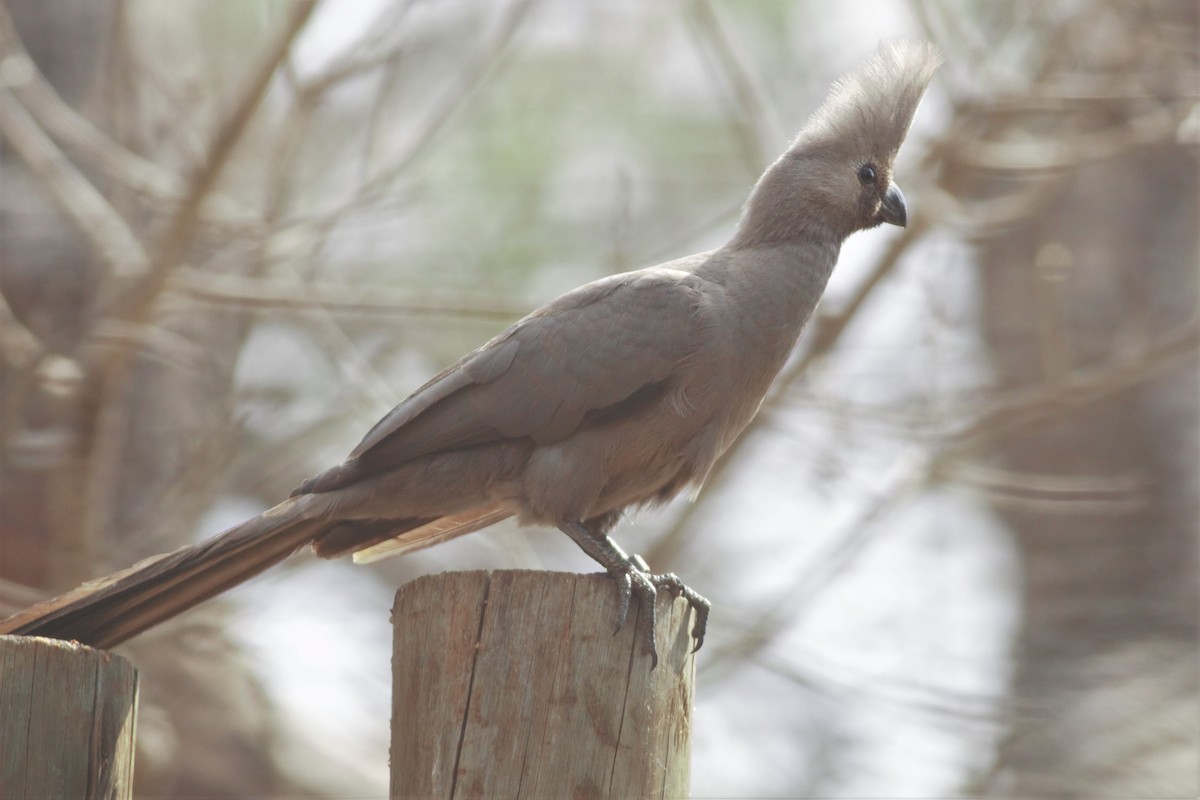 Turaco Unicolor - ML65698041