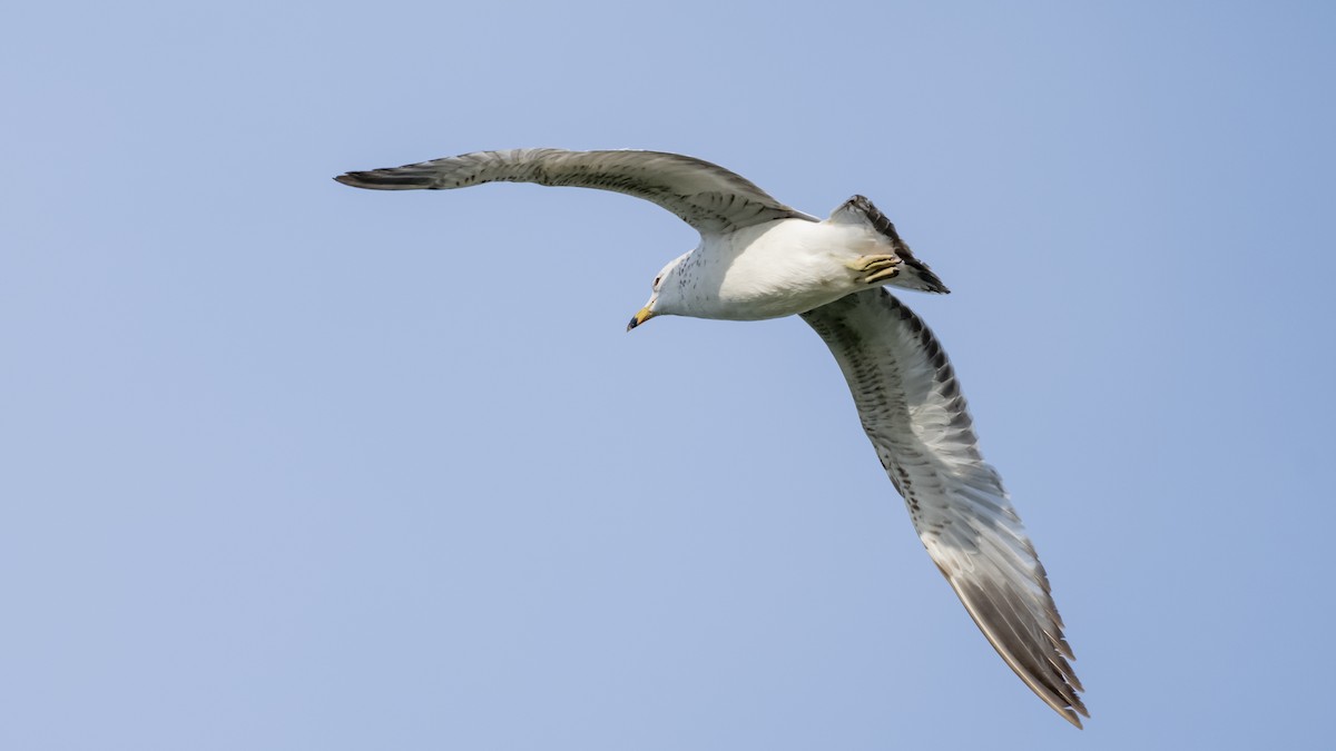 Ring-billed Gull - ML656980411