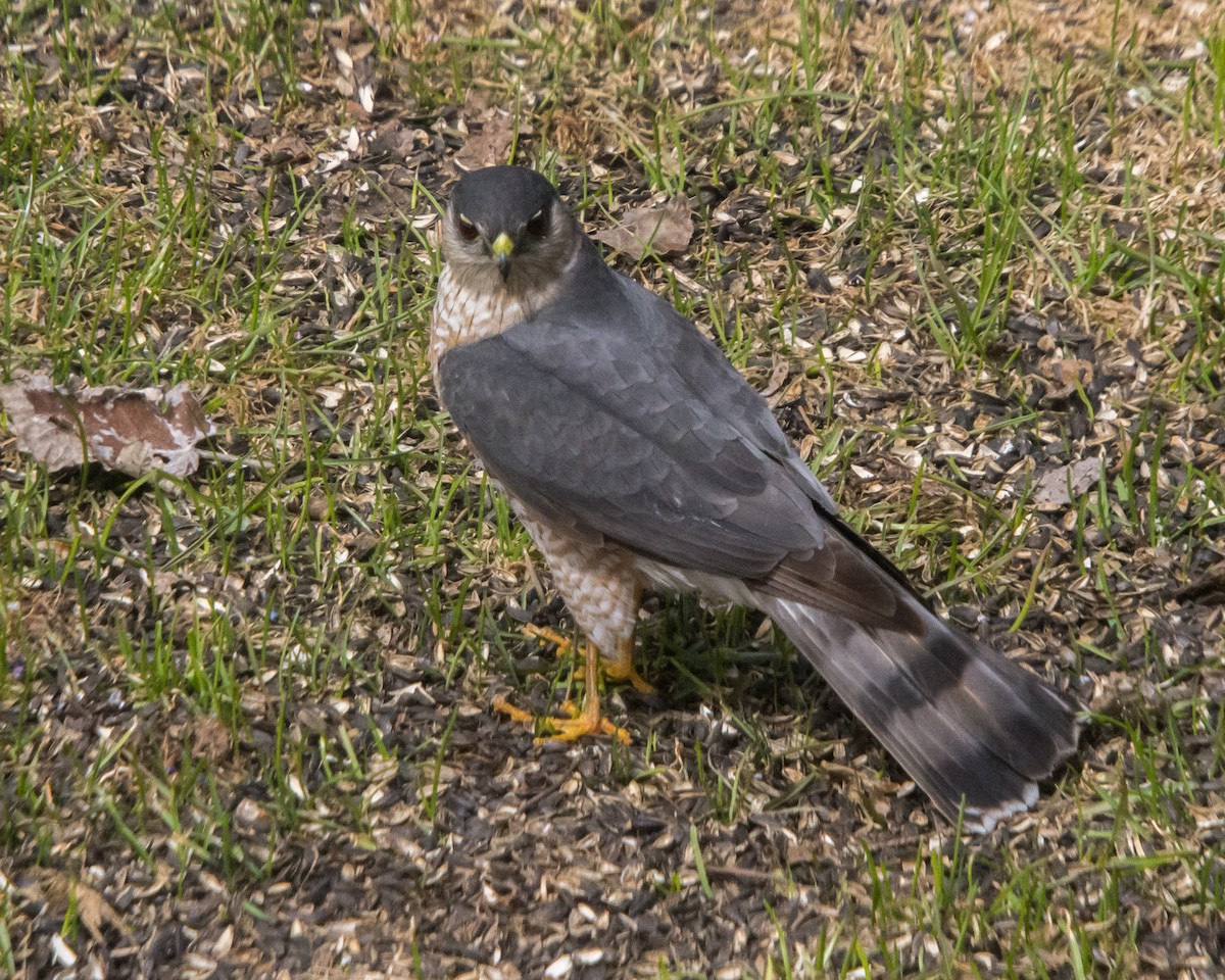 eBird Checklist - 9 May 2026 - 191 Fish Hatchery Road Dorion - 19 species