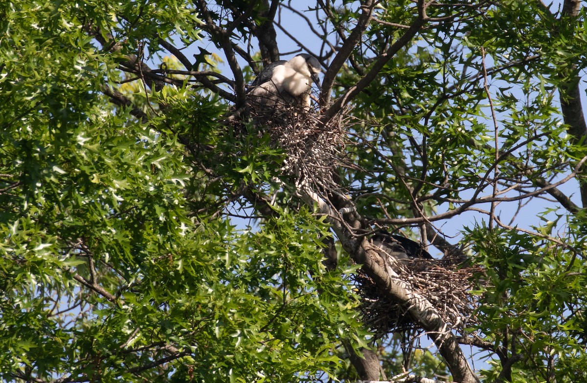 Black-crowned Night Heron - ML656980565
