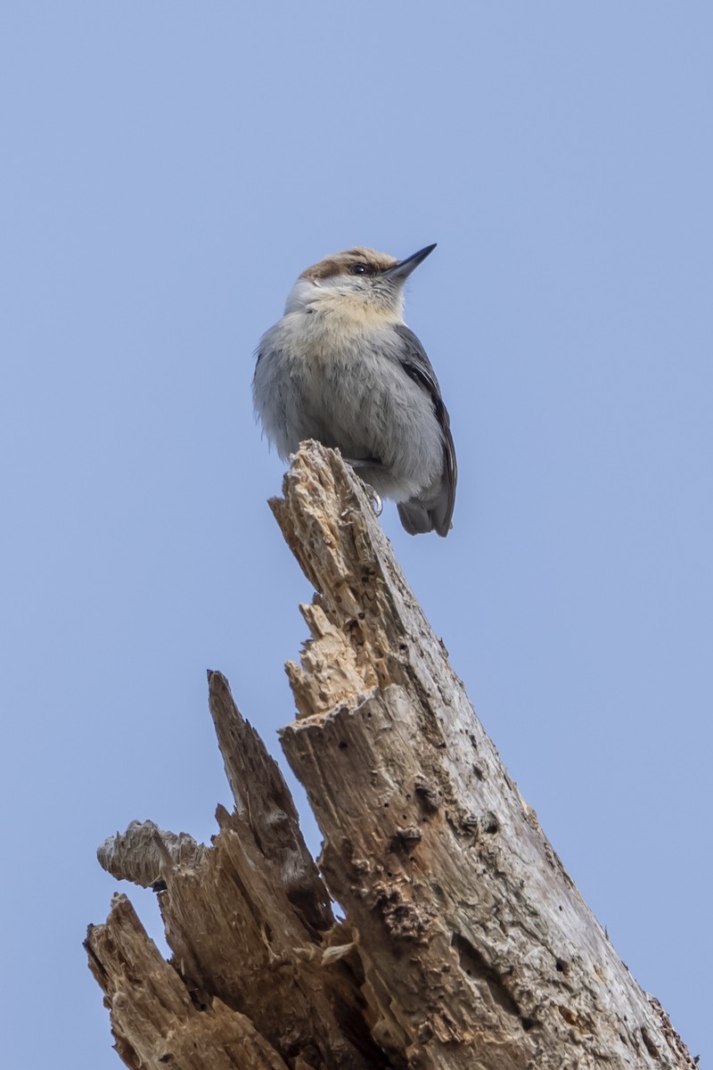 Brown-headed Nuthatch - ML656980704