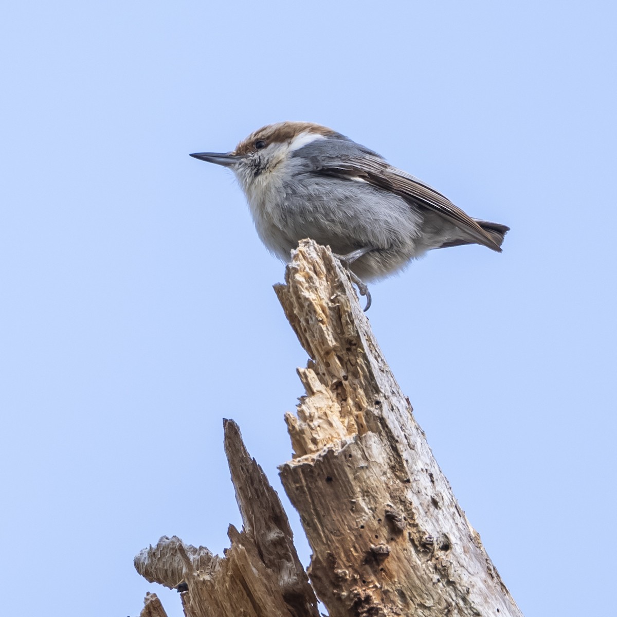 Brown-headed Nuthatch - ML656980705