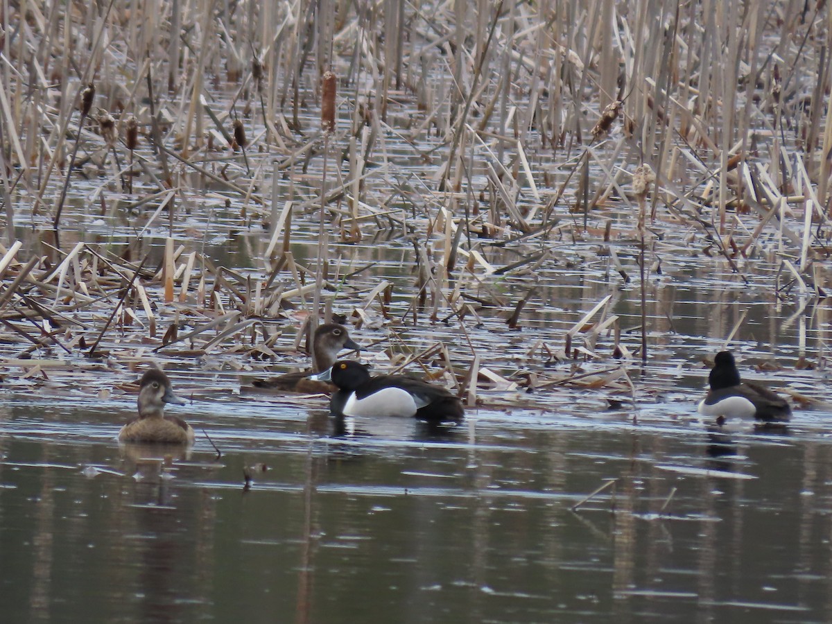 Ring-necked Duck - ML656980731
