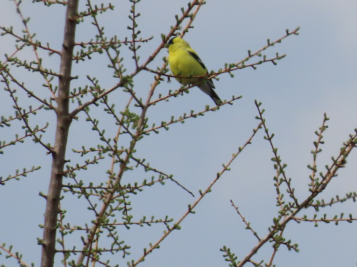 American Goldfinch - ML656980776