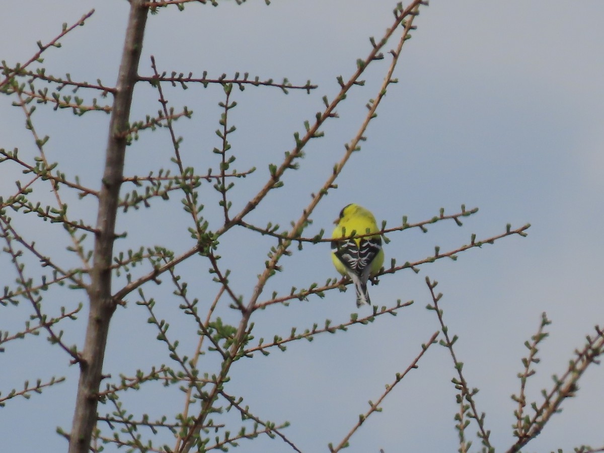 American Goldfinch - ML656980810