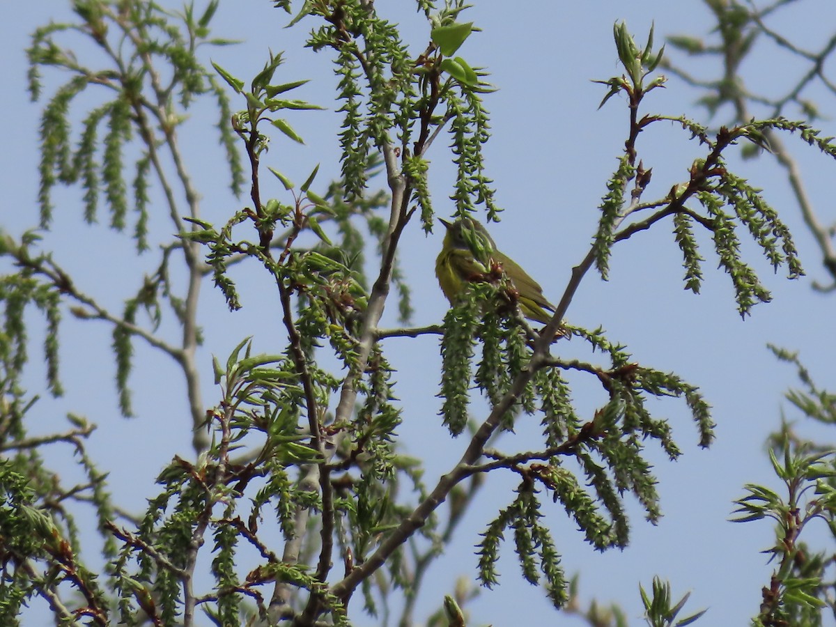 Nashville Warbler - ML656980876