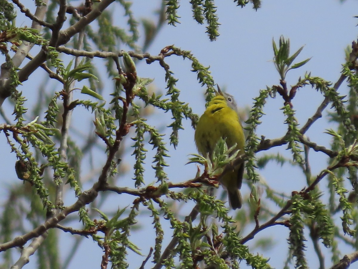 Nashville Warbler - ML656980904