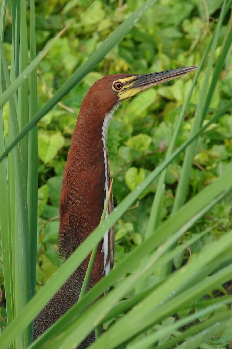 Rufescent Tiger-Heron - ML656981195