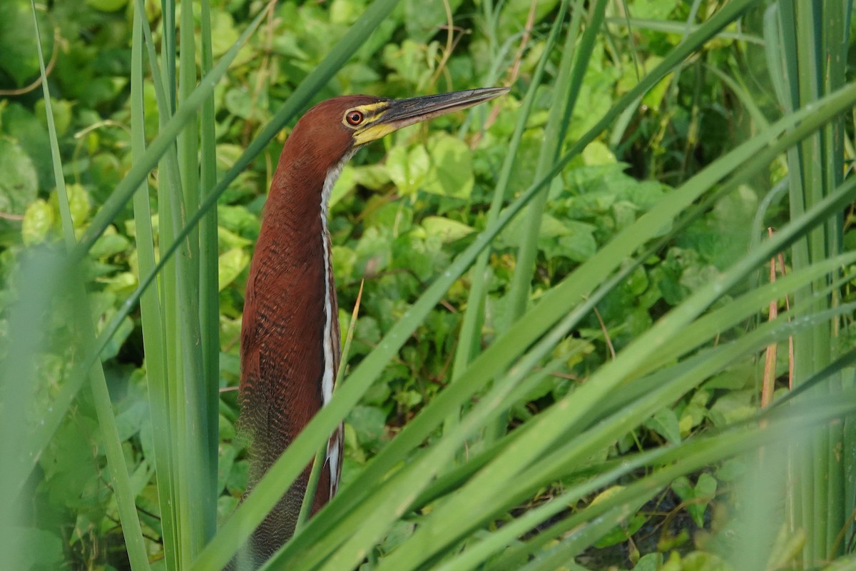 Rufescent Tiger-Heron - ML656981196