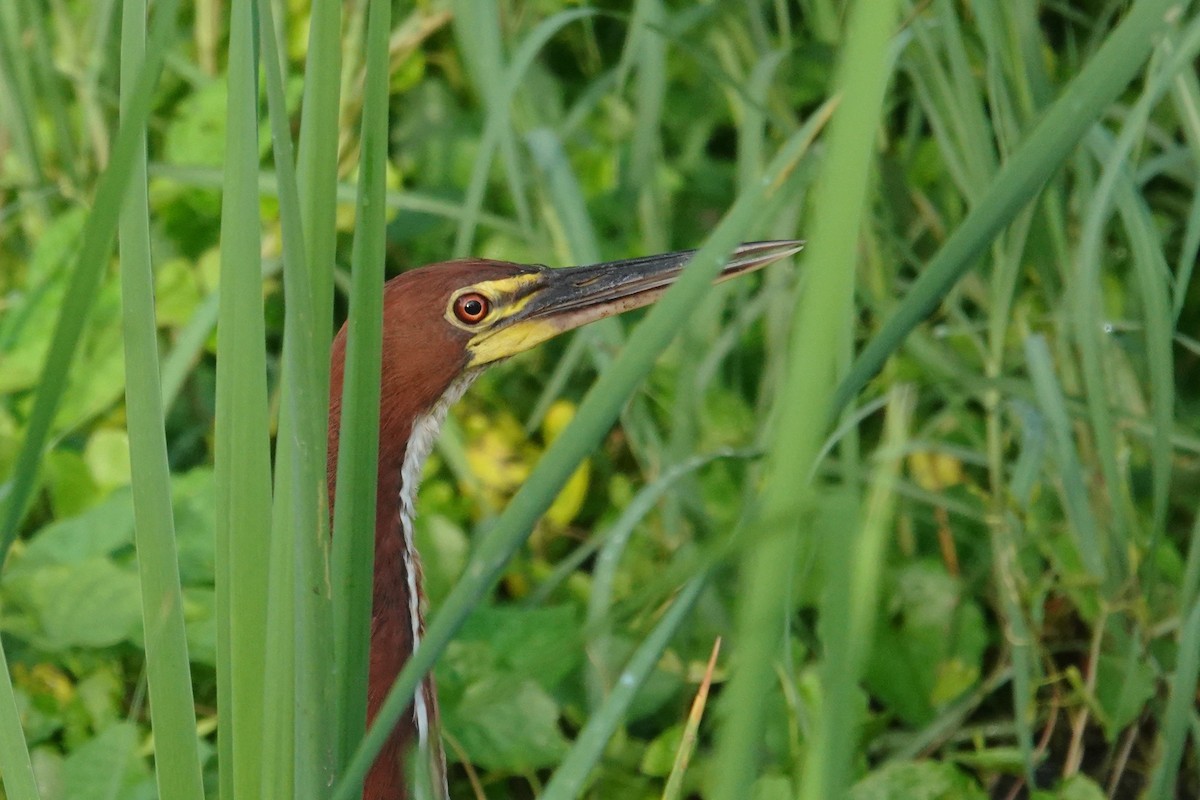 Rufescent Tiger-Heron - ML656981197