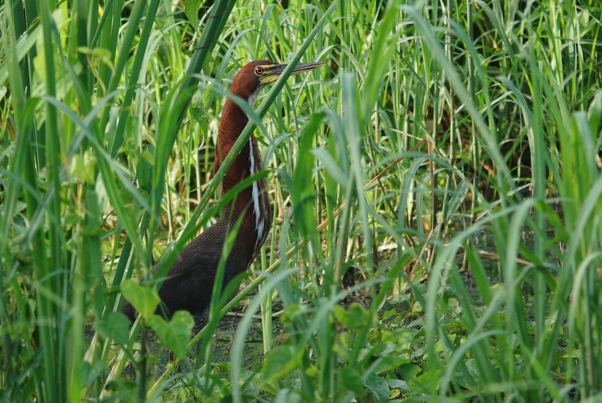 Rufescent Tiger-Heron - ML656981199