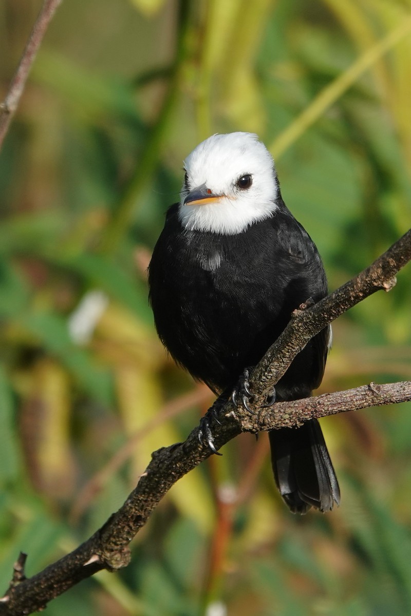 White-headed Marsh Tyrant - ML656981401