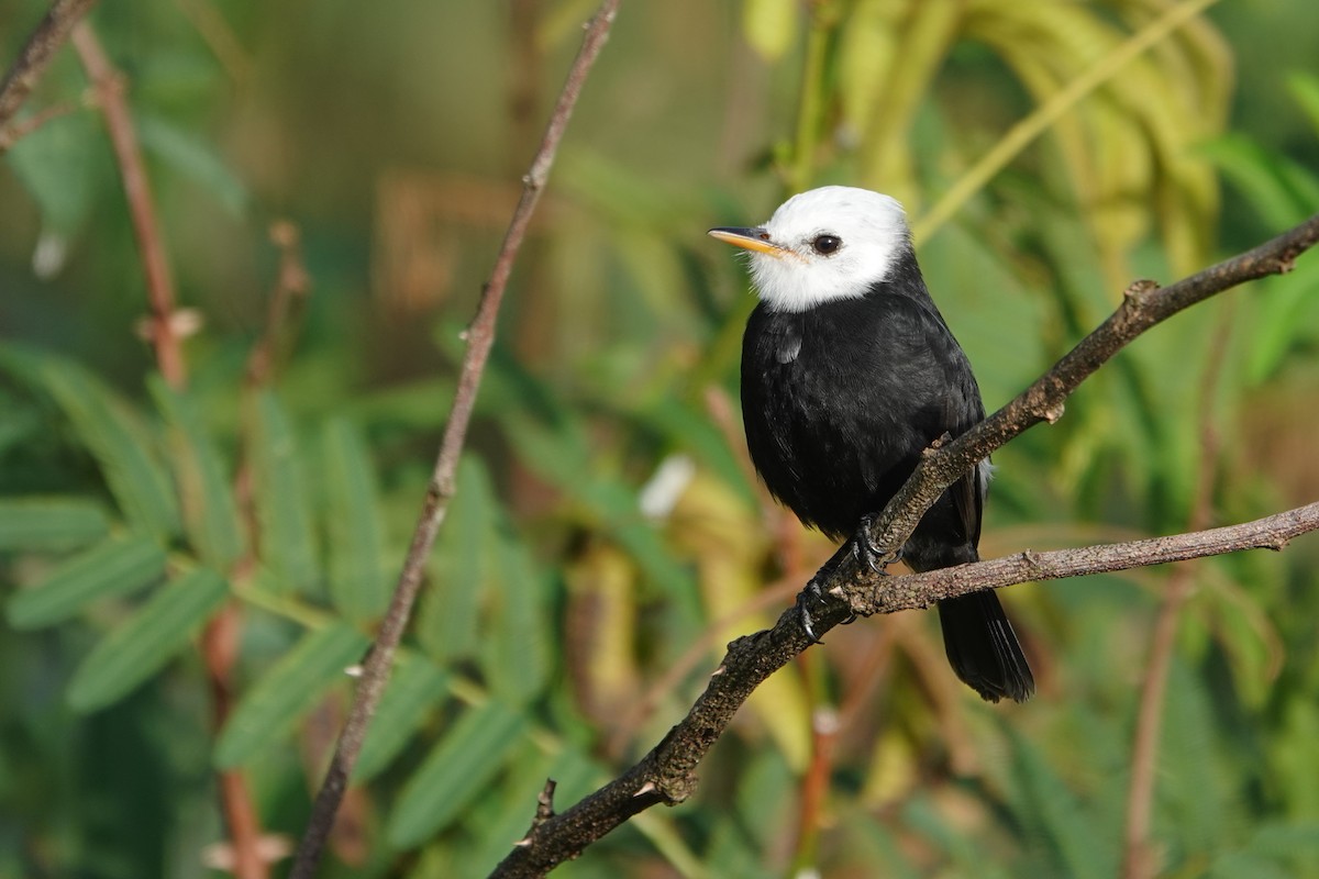 White-headed Marsh Tyrant - ML656981402