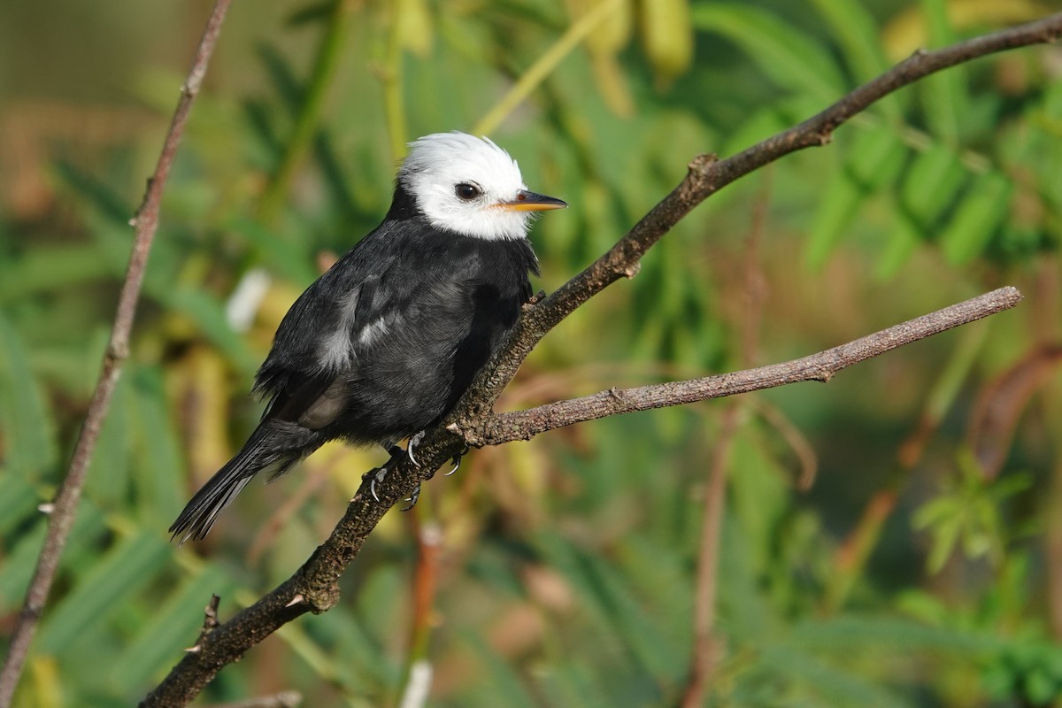 White-headed Marsh Tyrant - ML656981403