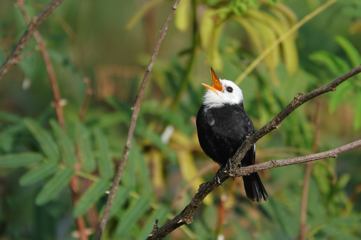 White-headed Marsh Tyrant - ML656981404