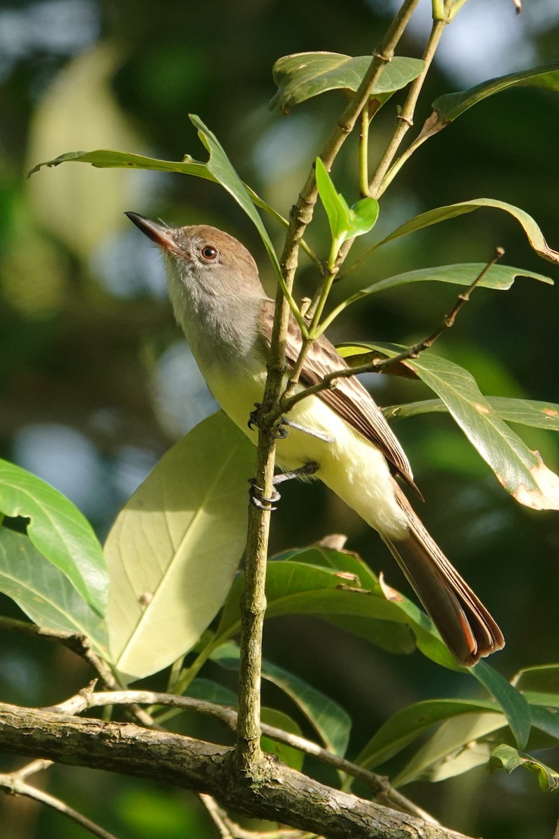 Brown-crested Flycatcher - ML656981445