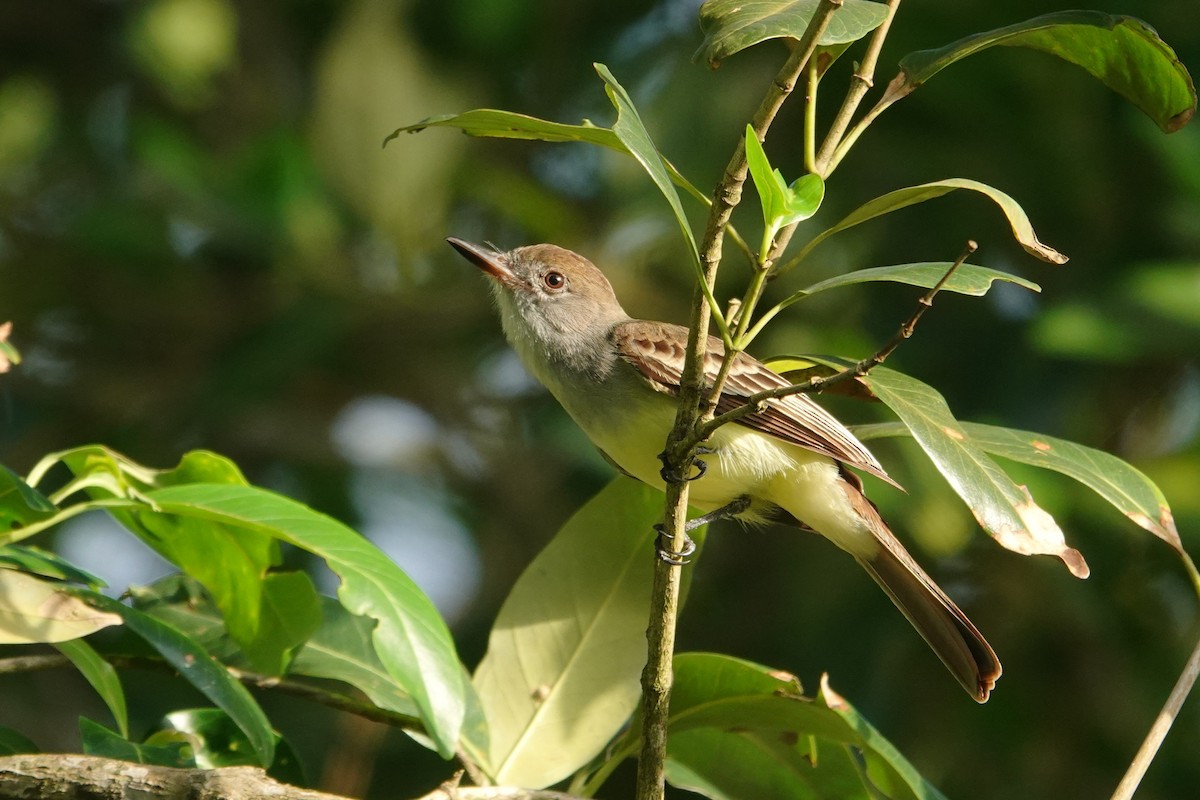 Brown-crested Flycatcher - ML656981446