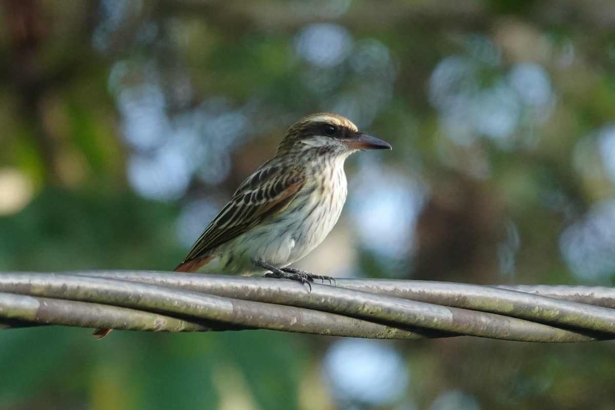 Streaked Flycatcher - ML656981486