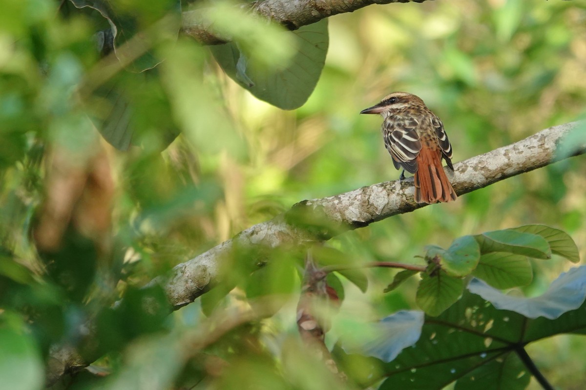 Streaked Flycatcher - ML656981487