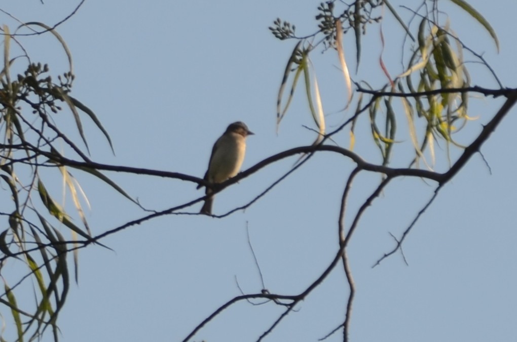 Moineau bridé - ML656981494